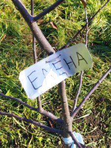 Именная табличка на дерево - Елена
