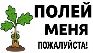 Полей саженец дуба