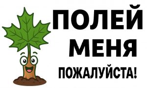 Полей саженец клена