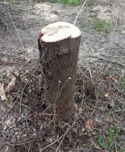 Пень от дерева в Тирасполе 2025