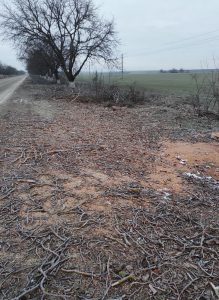 Спиленные орехи между Карагашом и Чобручами.